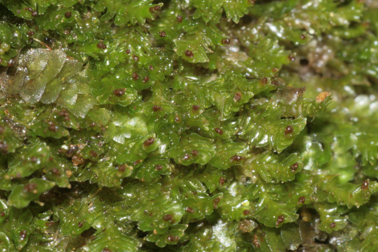 Tritomaria exsecta (a, 113252-471408) 6920.JPG &copy; HermannSchachner