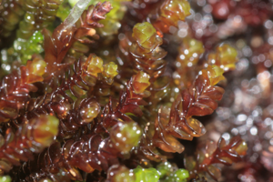 Marsupella emarginata (a, 141209-472355) 4631.JPG © HermannSchachner