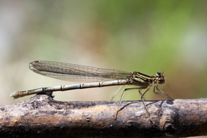 Agrion à larges pattes - Femelle © Damien Combrisson - Parc national des Ecrins