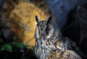 Hibou moyen-duc © Parc national des Ecrins