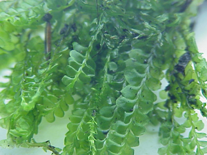 Plagiochila aspleniodes0.jpg © Kurt Stüber [1]