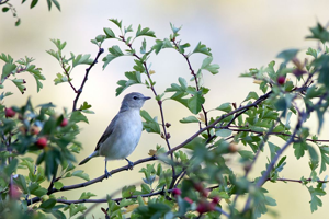 Fauvette des jardins © Pascal Saulay - Parc national des Ecrins