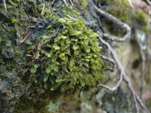 Plagiochila porelloides 040409.jpg © BerndH