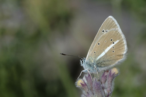 Sablé du sainfoin © Gil Deluermoz - Parc national des Ecrins