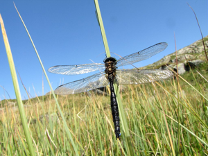 Cordulie arctique - Mâle © Christophe Albert - Parc national des Ecrins