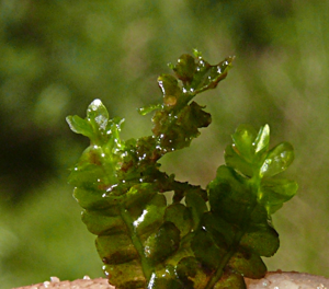 Chiloscyphus polyanthos 100911a.JPG © BerndH
