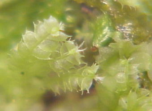 Lophocolea bidentata0a.jpg © Commons