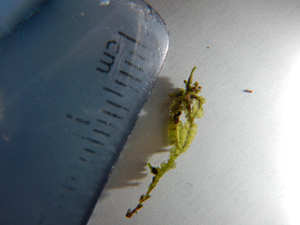 Variable-leaved Crestwort.jpg © Jiainmac