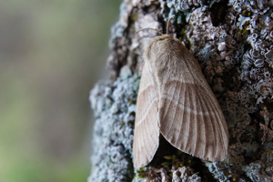 Bombyx de la ronce © Ludovic Imberdis - Parc national des Ecrins