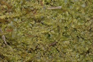 Chiloscyphus minor (a, 153831-482549) 0278.JPG © HermannSchachner