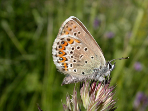 Azuré de l'Ajonc - Plebejus argus © Blandine Delenatte - Parc national des Ecrins