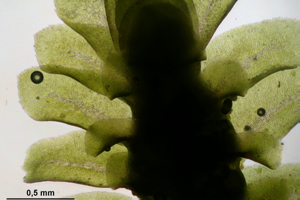 Diplophyllum albicans (a, 150113-481728) 3759.JPG © HermannSchachner