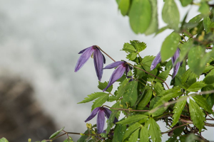 Clematite des Alpes, Atragène des Alpes au dessus du torrent © Mireille Coulon - Parc national des Ecrins