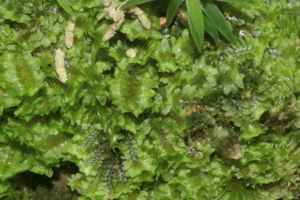 Diplophyllum obtusifolium (a, 144739-474742) 1018.jpg © HermannSchachner