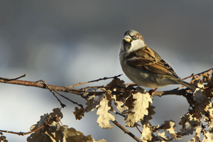 Moineau domestique - mâle © Pascal Saulay - Parc national des Ecrins