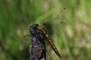 orthetrum cancellatum © Damien Combrisson - Parc national des Ecrins