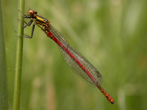 Petite nymphe au corps de feu © Damien Combrisson - Parc national des Ecrins