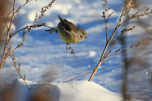Venturon montagnard - comportement animal © Marc Corail - Parc national des Ecrins