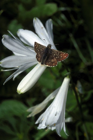 Hespérie du Faux-Buis, Plain-Chant (Le), Dé-à-jouer (Le), Hespérie frillitaire (L') © Jean-Marie Gourreau - Parc national des Ecrins