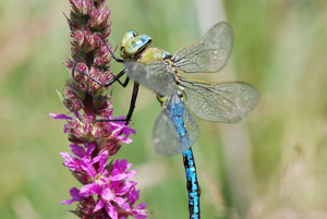 Anax empereur - Mâle © Olivier Warluzelle - Parc national des Ecrins
