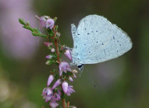 Azuré des nerpruns © Donovan Maillard - Parc national des Ecrins