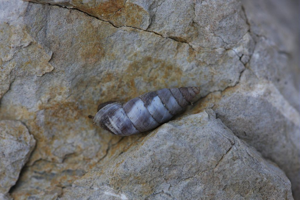 Maillot cendré © Damien Combrisson - Parc national des Ecrins