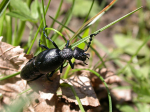 Méloé printanier © Blandine Delenatte - Parc national des Ecrins