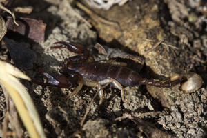 Euscorpius flavicaudis © Damien Combrisson -Parc national des Ecrins © 