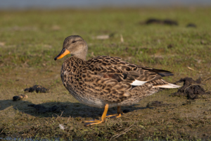 Gadwall-female.jpg © Andreas Trepte