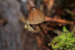 Semilimace commune © Marc Corail - Parc national des Ecrins