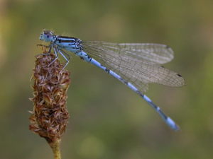 Agrion de Mercure - Mâle © Damien Combrisson - Parc national des Ecrins