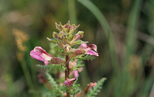 Pédiculaire des marais, Tartarie rouge © Bernard Nicollet - Parc national des Ecrins