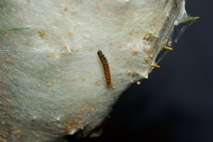 Chenille de processionnaire du pin sur un cocon © Donovan Maillard - Parc national des Ecrins