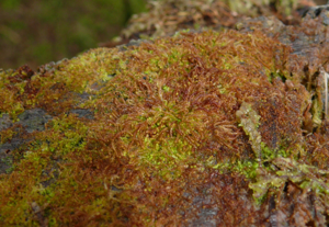 Nowellia curvifolia 150308.jpg © Bernd Haynold