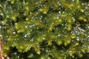 Bazzania flaccida (b, 145318-481413) 9550.JPG © HermannSchachner