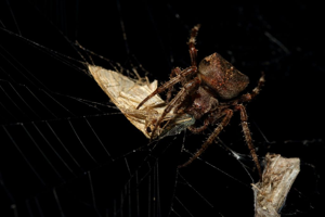 Araneus angulatus © Marc Corail - Parc national des Ecrins