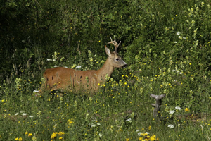 Chevreuil à l'époque du rut © Jean-Philippe Telmon - Parc national des Ecrins