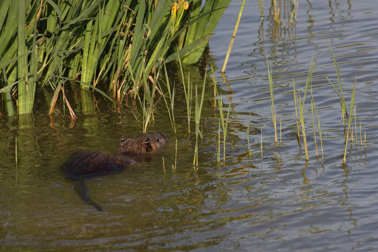 Ragondin &copy; Marc Corail - Parc national des Ecrins