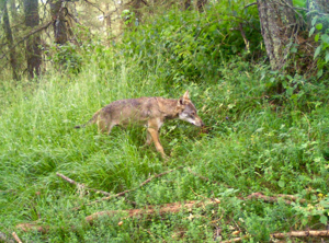 Loup gris pris au piège photographique © Rodolphe Papet - Parc national des Ecrins
