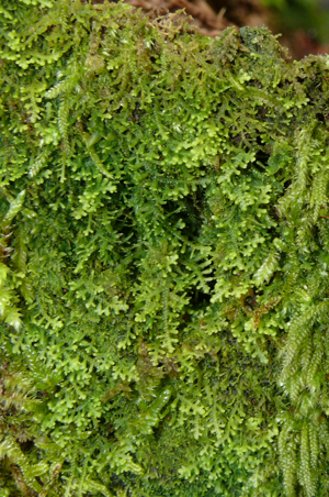 Lepidozia reptans 150308.jpg © Bernd Haynold