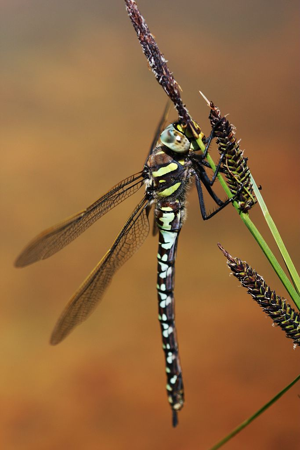 Aeshna juncea © Damien Combrisson - Parc national des Ecrins