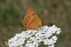 Thécla du bouleau © Bernard Nicollet - Parc national des Ecrins