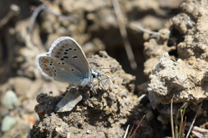 Polyommatus dorylas © Marc Corail - Parc National des Ecrins