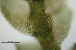 Calypogeia neesiana (b, 150139-481741) 6202.JPG © HermannSchachner