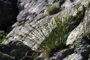 Jonc trifide © Bernard Nicollet - Parc national des Ecrins