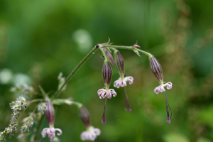 Silène nutans, Silène penché © Cédric Dentant - Parc national des Ecrins
