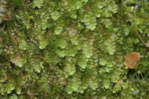 Calypogeia suecica (a, 144909-475031) 2147.JPG © HermannSchachner