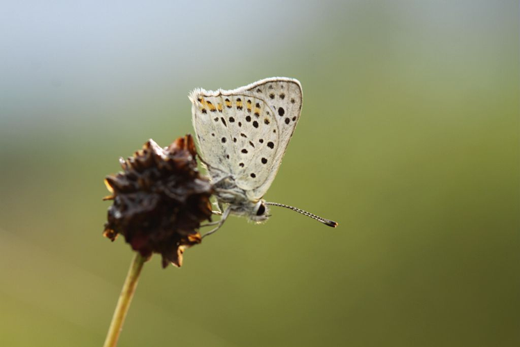 Cuivré fuligineux &copy; Donovan Maillard - Parc national des Ecrins