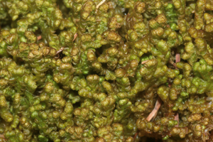 Ptilidium ciliare (a, 132028-465914) 6847.JPG © HermannSchachner