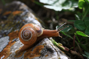 Escargot des haies © Damien Combrisson - Parc national des Ecrins